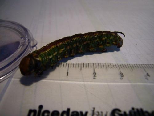 Sphinx sp.