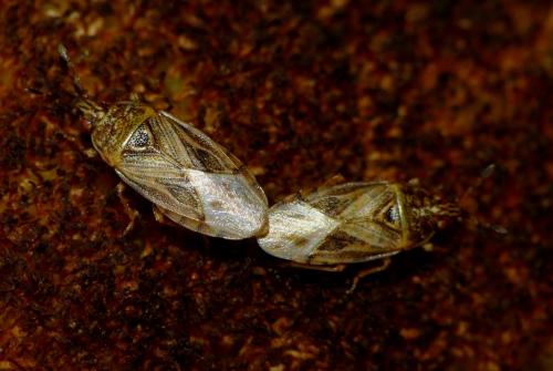 Chilacis typhae