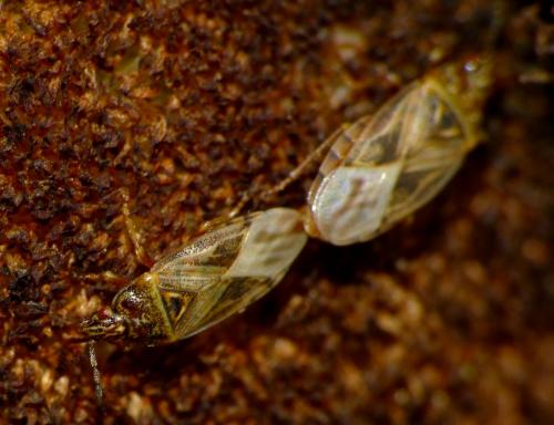 Chilacis typhae