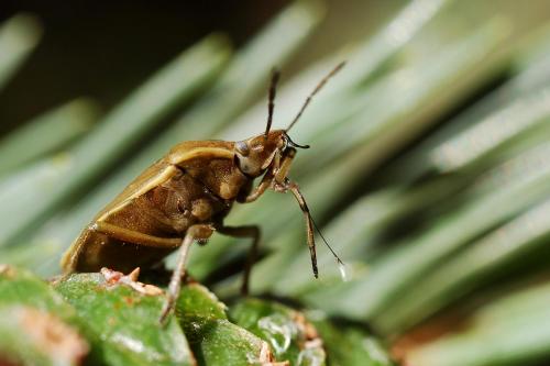 Chlorochroa pinicola