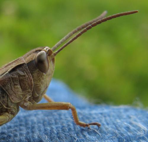 Réf. 61 741 : Pseudochorthippus parallelus