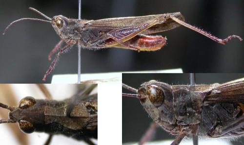 Réf. 61 721 : Chorthippus brunneus brunneus