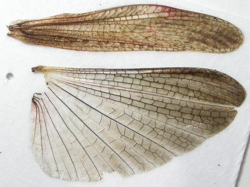 Réf. 61 722 : Chorthippus brunneus brunneus