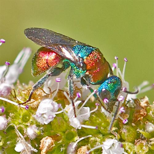 Hedychrum sp.