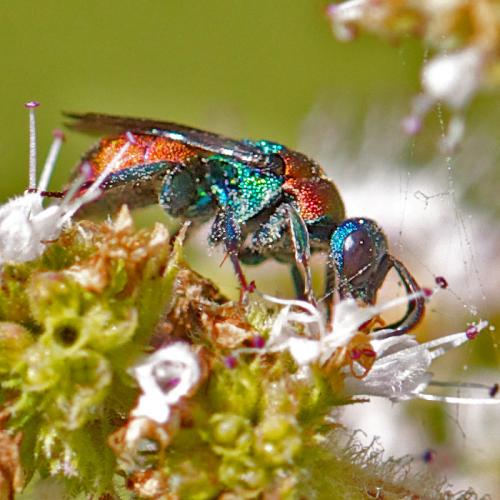 Hedychrum sp.