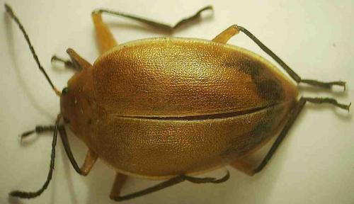 Réf. 61 661 : Ellipticus orbignyanus