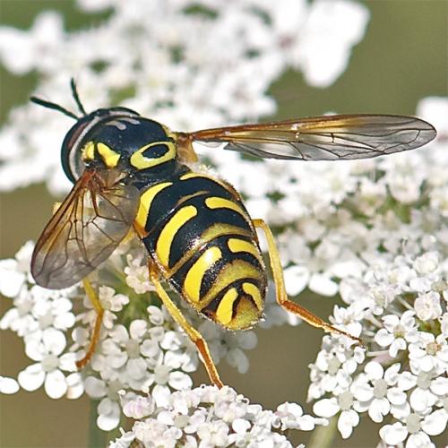 Chrysotoxum sp.