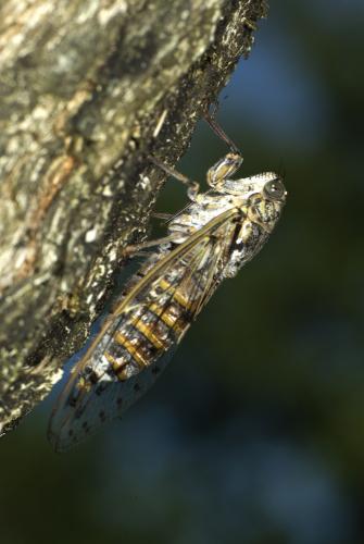 Réf. 61 862 : Cicada orni
