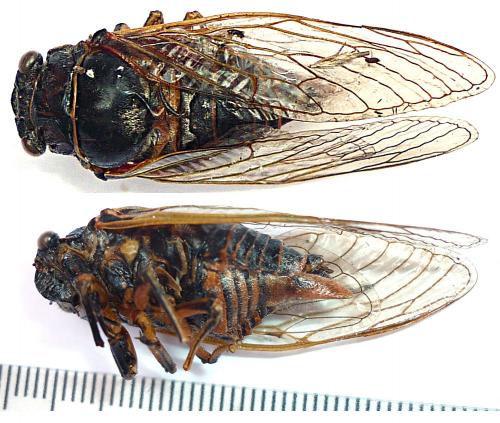 Tibicina haematodes