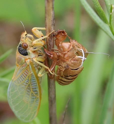 Réf. 61 435 : Cicadetta sp.