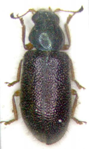 Opetiopalpus sp.