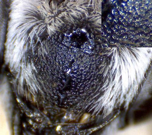 Megachile leachella