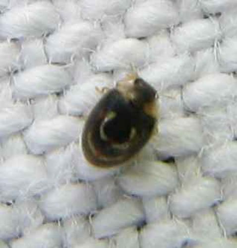 Clitostethus arcuatus