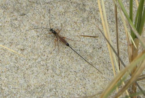 Réf. 61 632 : Lissonota sp.