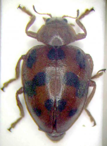 Chnootriba sp.