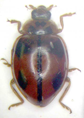 Xanthadalia effusa
