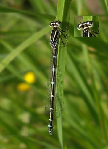 Réf. 61 034 : Coenagrion scitulum