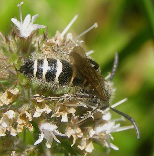 Réf. 61 243 : Colpa quinquecincta