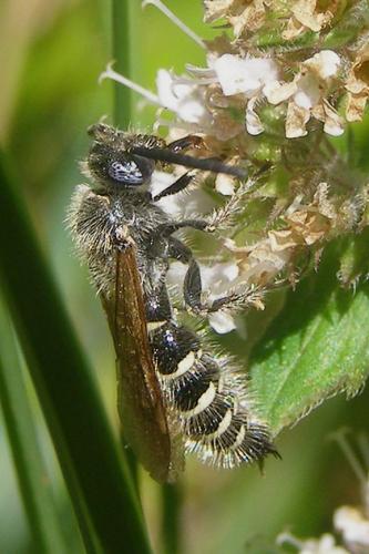 Réf. 61 244 : Colpa quinquecincta