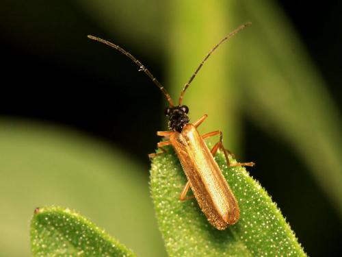 Rhagonycha lignosa