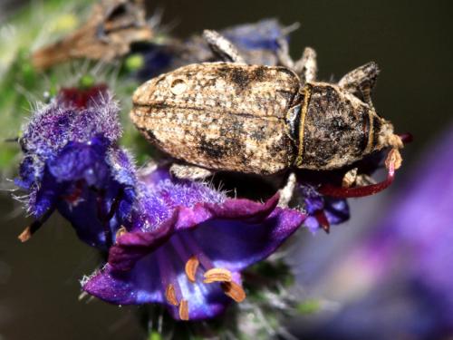 Pachycerus madidus