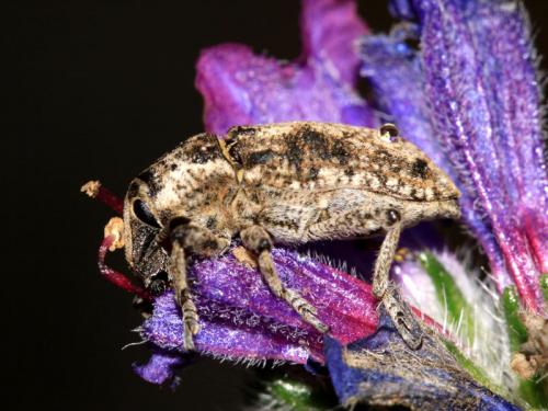 Pachycerus madidus