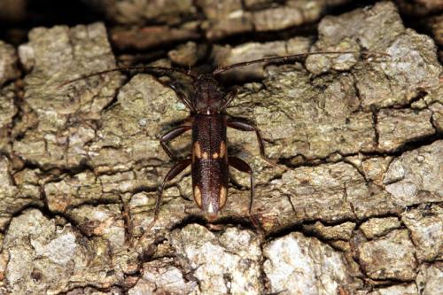 Réf. 61 101 : Penichroa fasciata