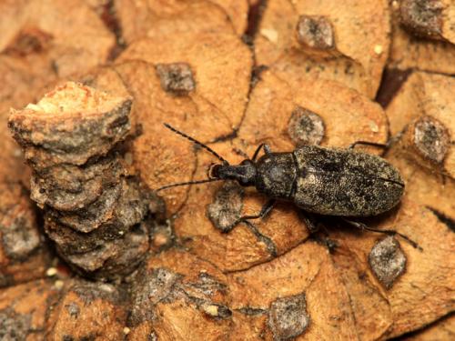 Réf. 61 322 : Mycterus curculioides