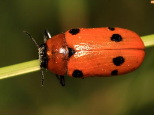 Tituboea sexmaculata