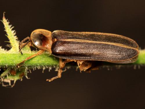 Lampyris raymondi