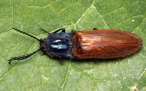 Réf. 61 465 : Ctenicera virens