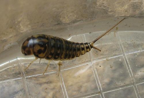 Hygrobia hermanni