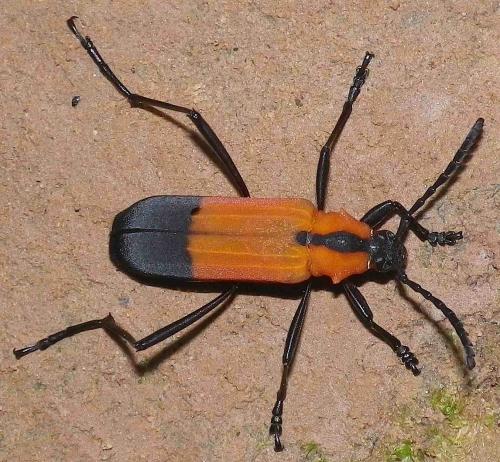 Eriphus dimidiatus