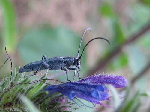 Opsilia coerulescens