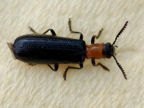 Tillus elongatus