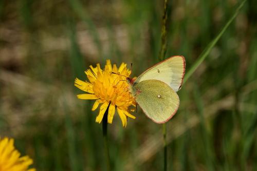 Colias palaeno