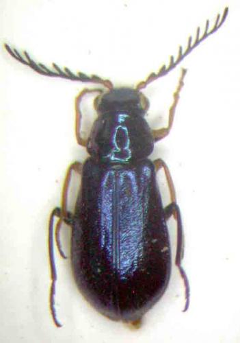 Réf. 61 008 : Pectinus sp.