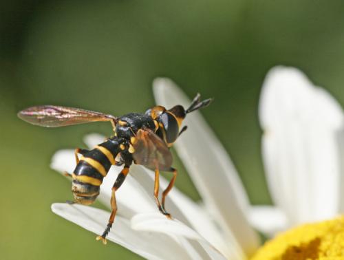 Conops flavipes