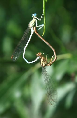 Platycnemis latipes