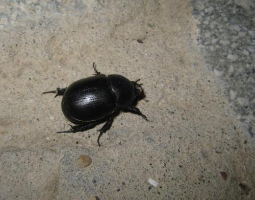 Pentodon sp.