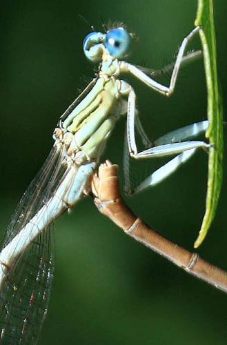 Réf. 61 348 : Platycnemis latipes
