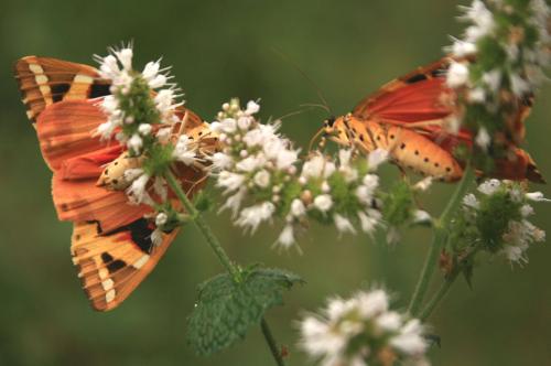 Euplagia quadripunctaria