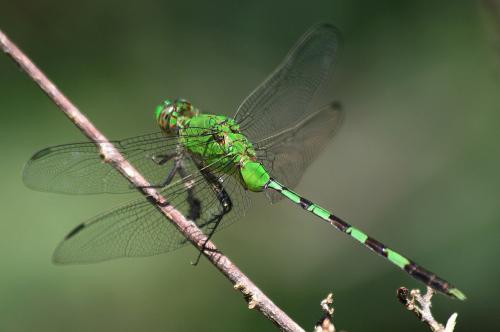 Erythemis vesiculosa