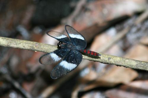 Diastatops dimidiata