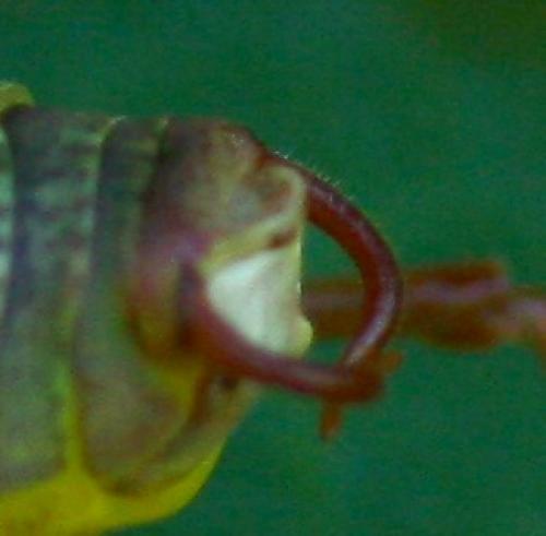 Barbitistes sp.