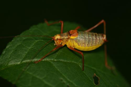 Réf. 61 107 : Barbitistes sp.