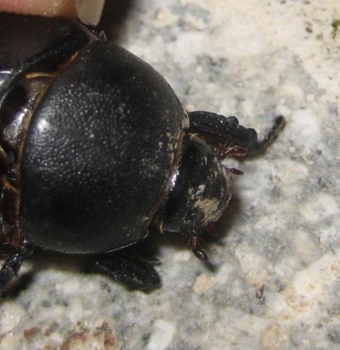Pentodon sp.
