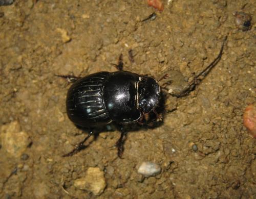 Copris lunaris