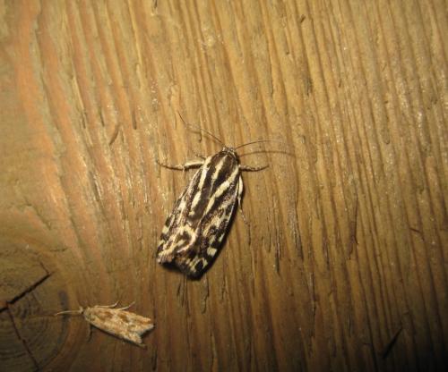 Acontia trabealis