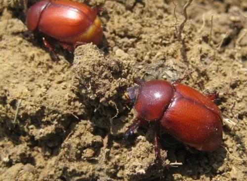 Pentodon sp.